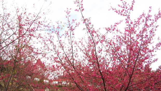 Taiwan-La-Fatte-Bridal-Studio-Pre-Wedding-Photoshoot_13