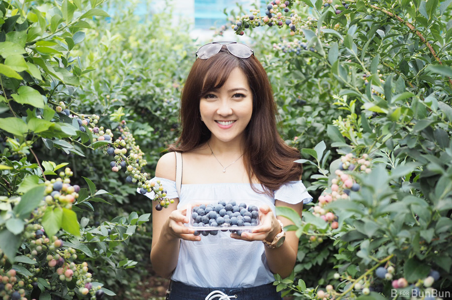 Yokohama-Blueberry-Farm-Harvest_13